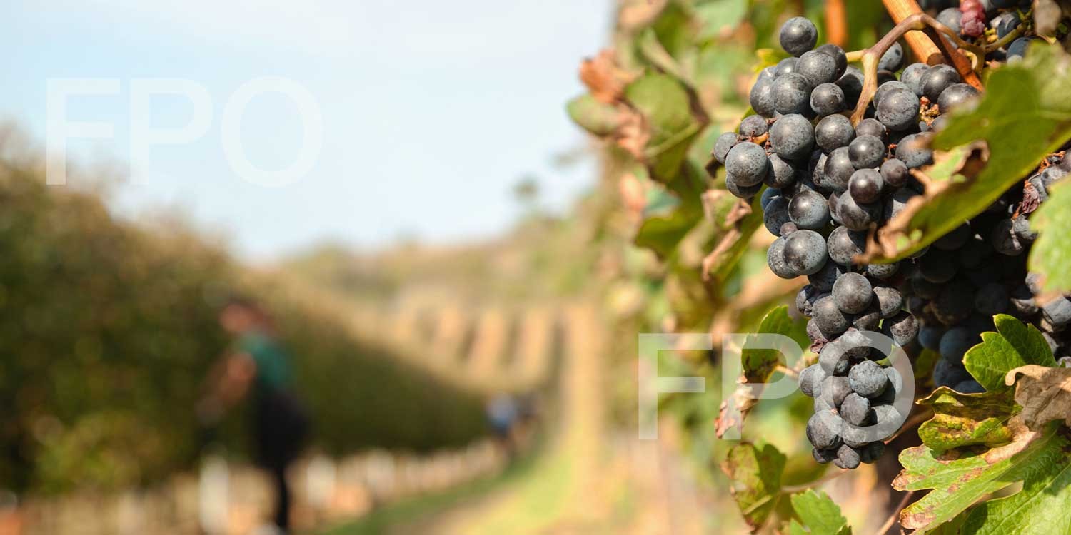 grapes